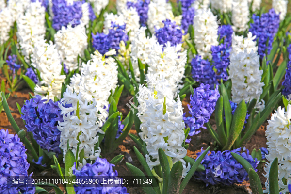 風(fēng)信子花