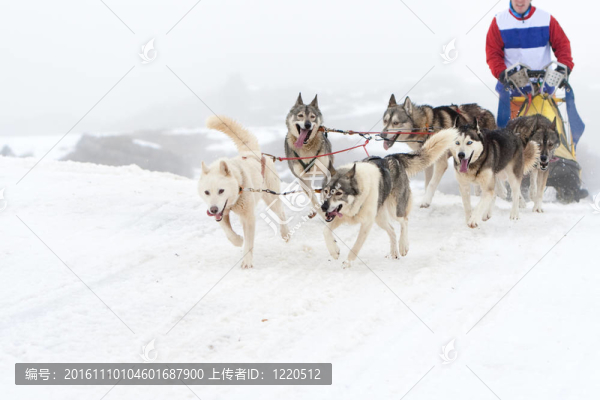 狗拉雪橇比賽