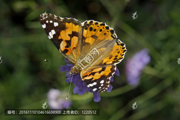 Vanessa,cardui；涂女士；意大利