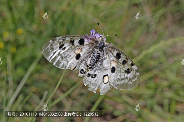 阿波羅絹蝶屬；山上的阿波羅