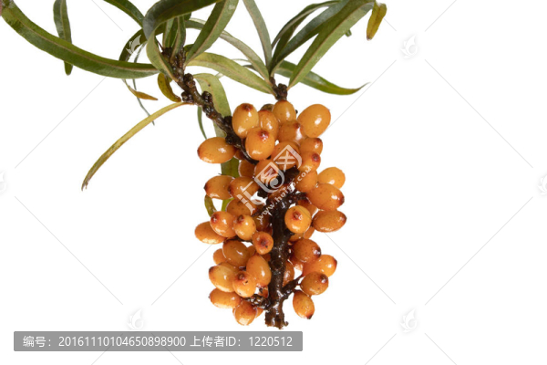 沙棘果；拉丁語(yǔ)。Hippophae（隔離）；