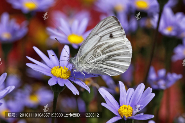綠脈白（Pieris,napi）