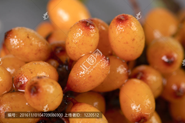 沙棘果；拉丁語(yǔ)。沙棘