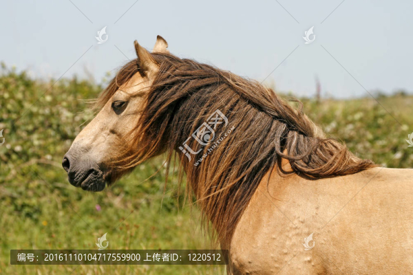 在康沃爾的草甸棕色的馬
