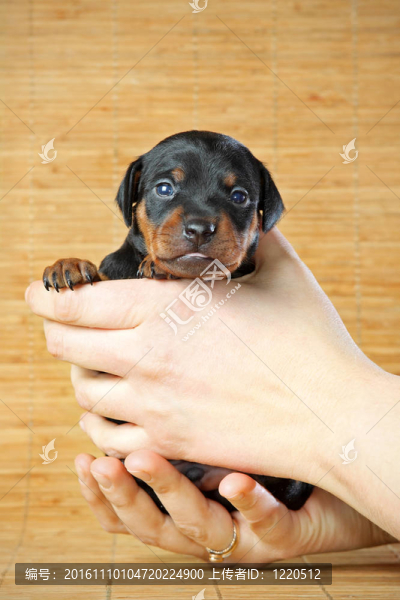 迷你杜賓犬的小狗