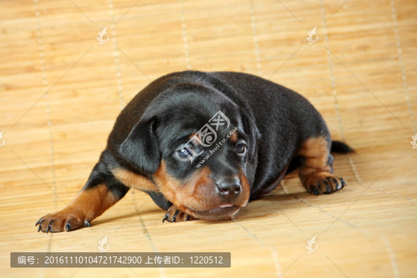 迷你杜賓犬的小狗