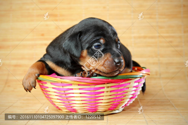 迷你杜賓犬的小狗