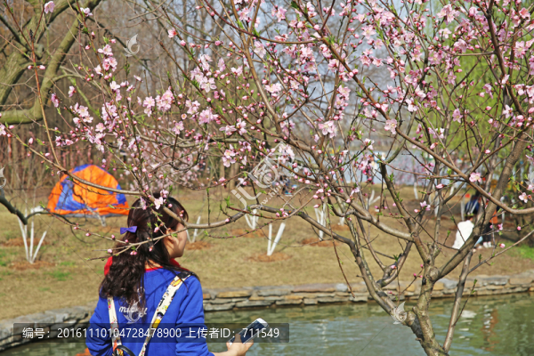 桃花樹(shù)下女子