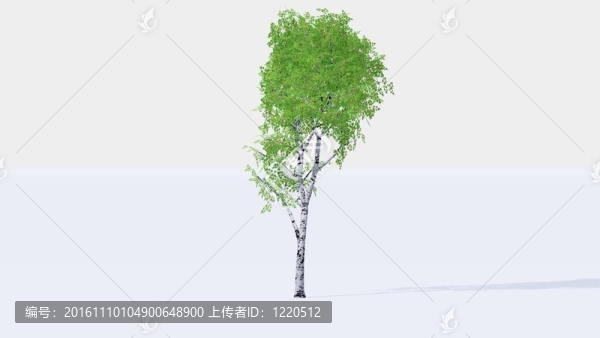 白樺樹