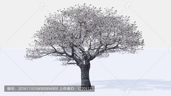 櫻桃樹(shù)