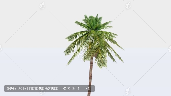 椰子樹