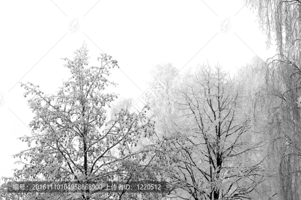 早冬New,Snow