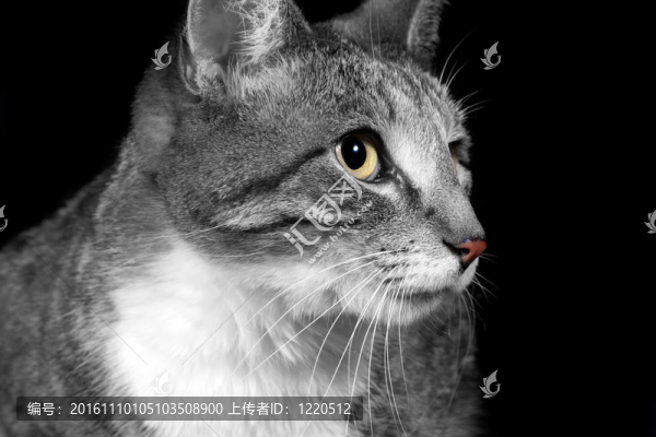 極端的貓臉特寫色眼睛