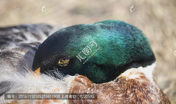 睡鴨