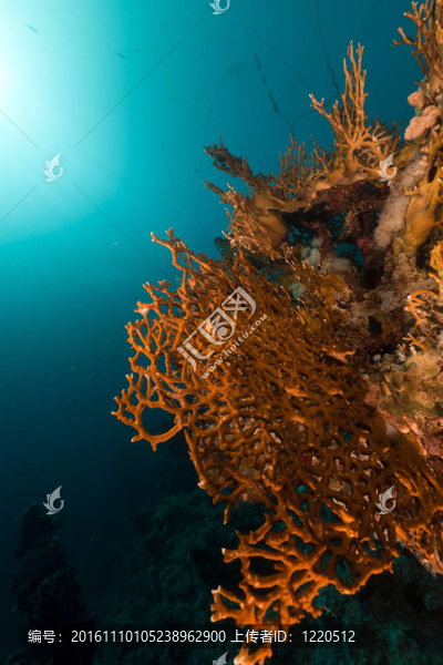 紅海里的火珊瑚。