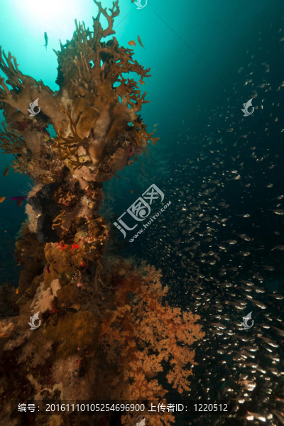 在紅海的珊瑚礁和GlassFish。