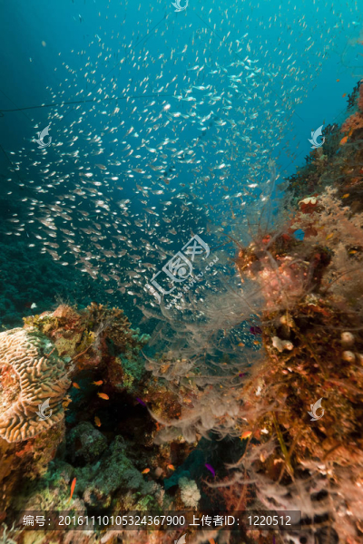 在紅海的珊瑚礁和GlassFish。