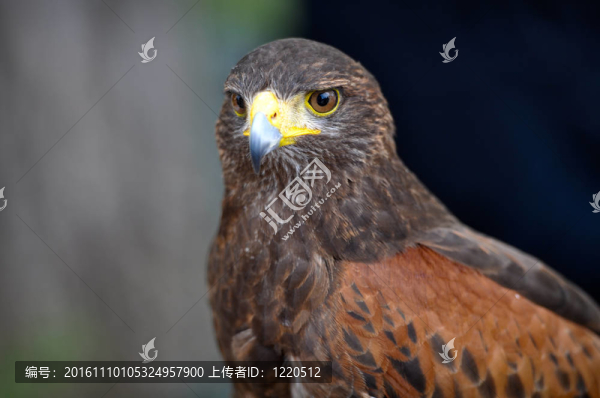 布朗哈里斯鷹捕食鳥(niǎo)