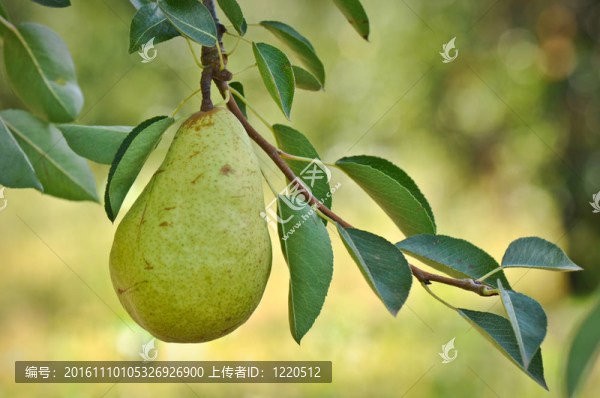 樹(shù)上的梨