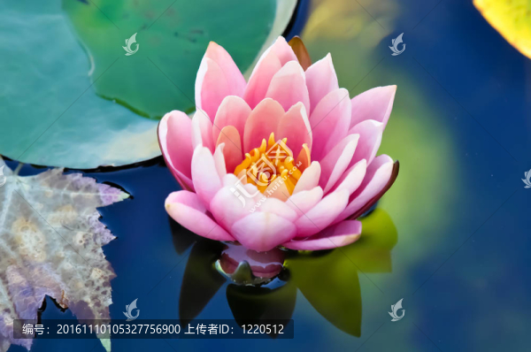 粉紅色的荷花