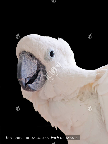 白色鳳頭鸚鵡（Cacatua,alba）是一家中型長鸚鵡特有的印度尼西亞島。