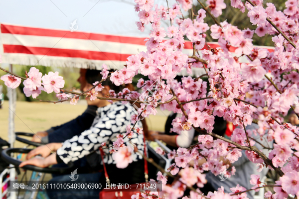 櫻花游人