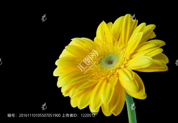 黃色的非洲菊離體