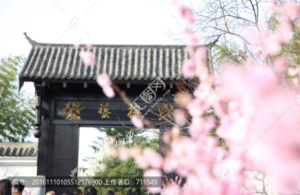 合肥植物園梅園,花影