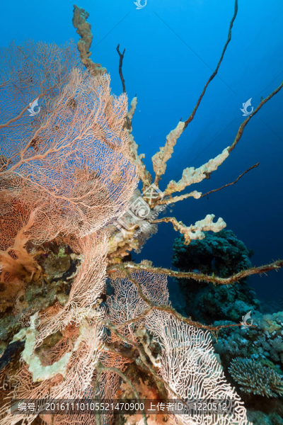扇珊瑚和魚在紅海。
