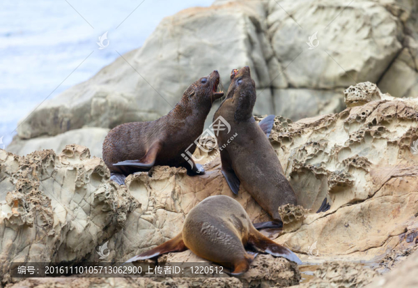 海洋獅子的生命