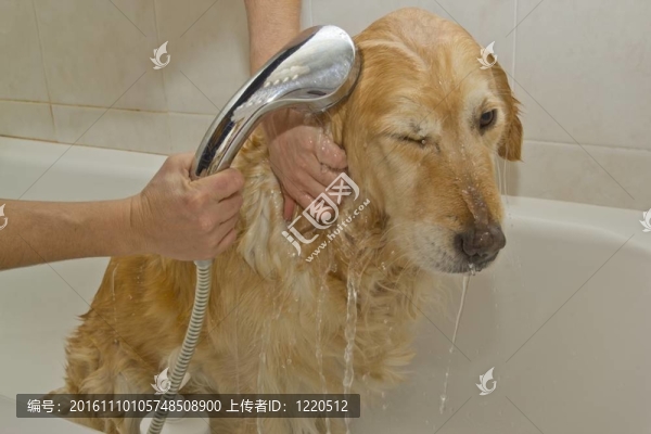 狗的浴室