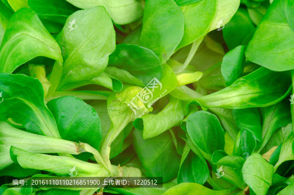 茂盛的葉子紋理