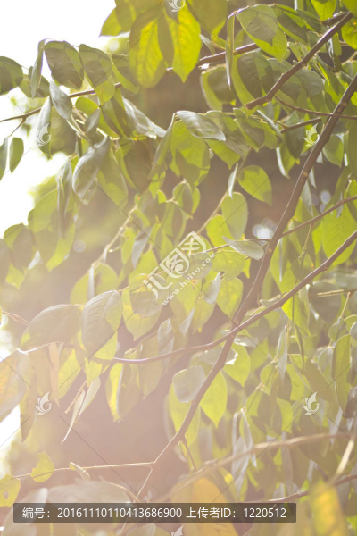 陽(yáng)光下的春天的樹(shù)葉
