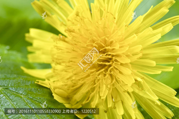 在綠葉上的黃色蒲公英