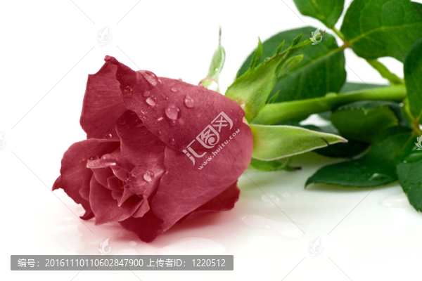 暗紅色的玫瑰