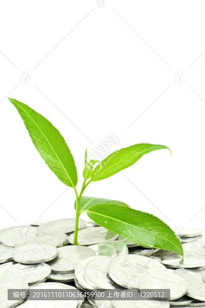白色的植物和硬幣
