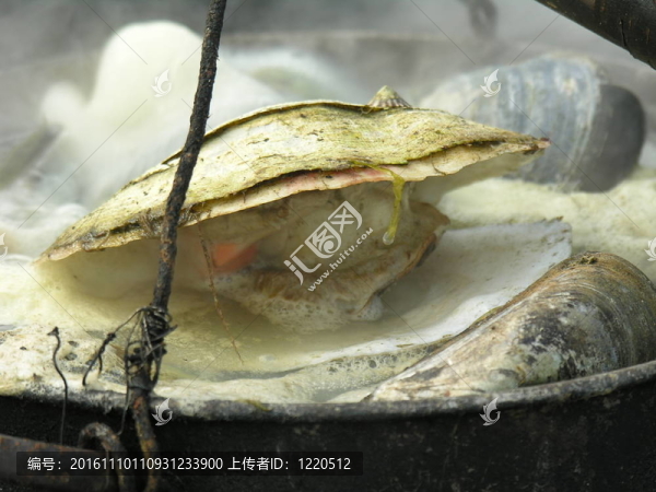 煮扇貝