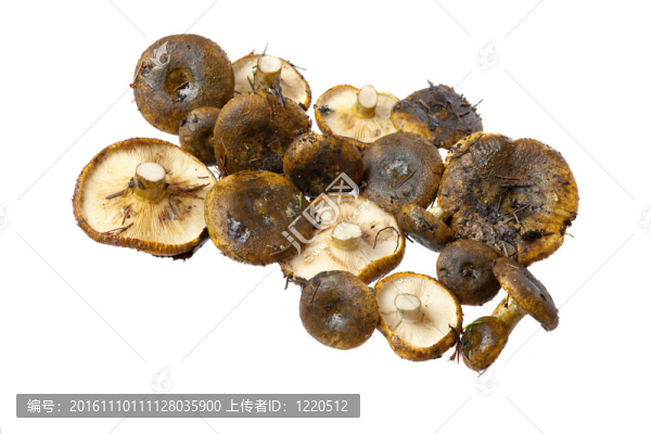 Lactarius美洲蘑菇