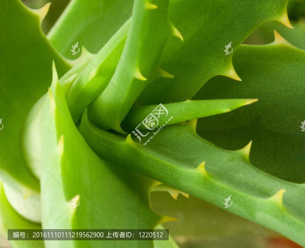 蘆薈