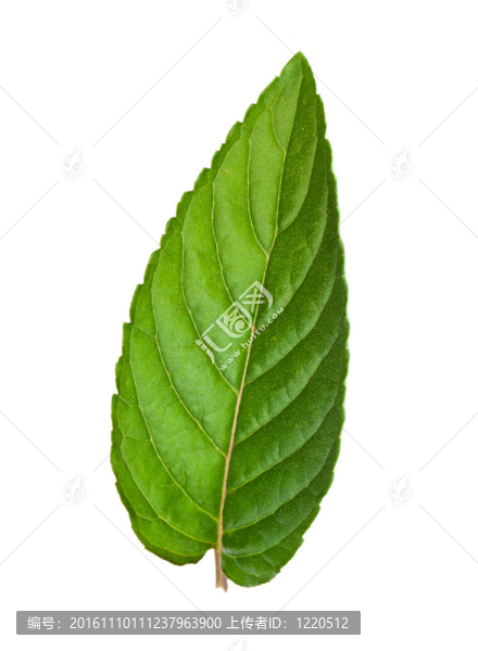 薄荷葉