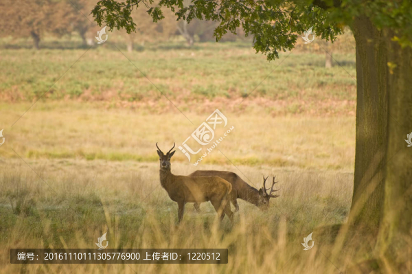 紅鹿發(fā)情季節(jié)秋秋