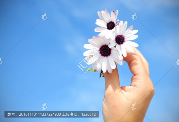 藍(lán)天上的花