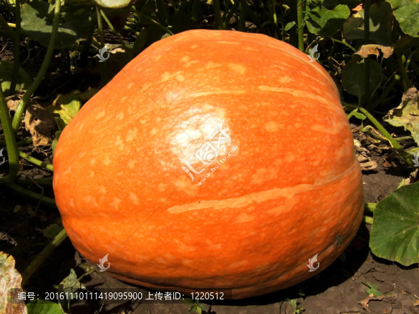 田間的橙色南瓜