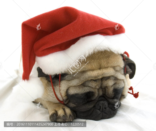 累了，圣誕的哈巴狗