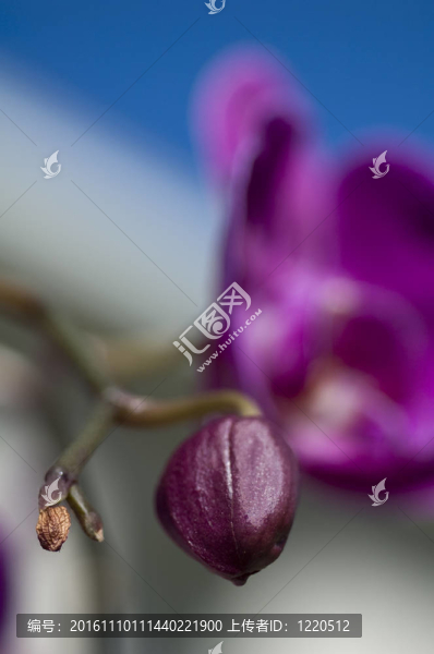 蘭花準(zhǔn)備開花