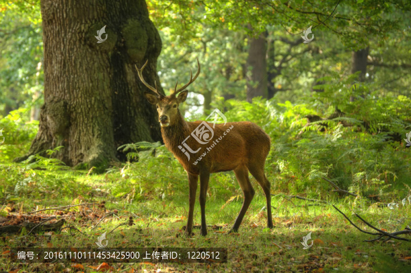 紅鹿發(fā)情季節(jié)秋秋