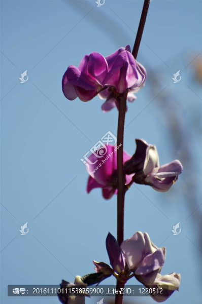 小小的紫色的花-匯圖網(wǎng) www.fosd68.com 小小的紫色的花