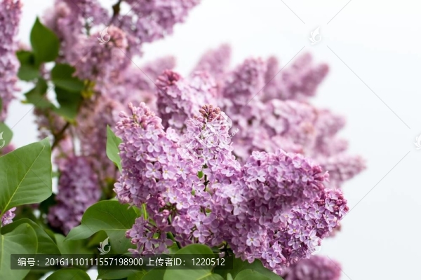 盛開的丁香花