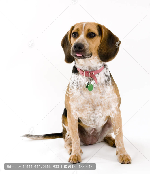 比格犬分離
