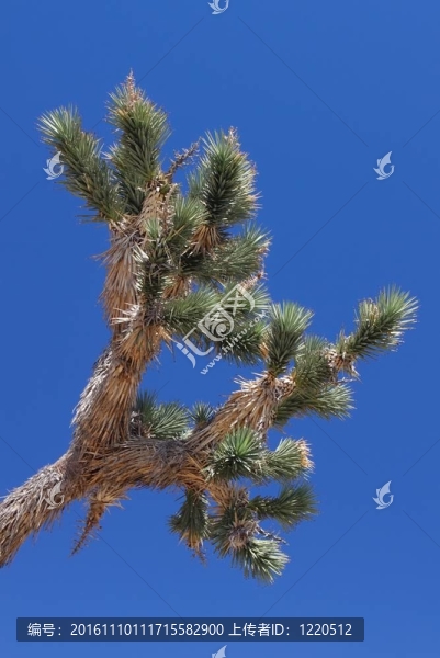 Joshua,Tree（Yucca,brevifolia）